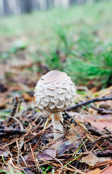 Guarda Chuva Cogumelos Macrolepiota Procera Entre Folhas Caídas Grama Conceito — Fotografia de Stock