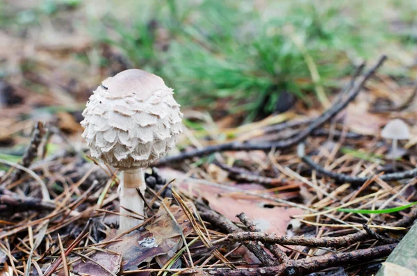 Guarda Chuva Cogumelos Macrolepiota Procera Entre Folhas Caídas Grama Conceito — Fotografia de Stock