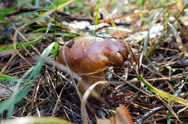 사이에 Bolete Boletus 속에서 자라는 천연흰 버섯입니다 선택적 집중입니다 — 스톡 사진