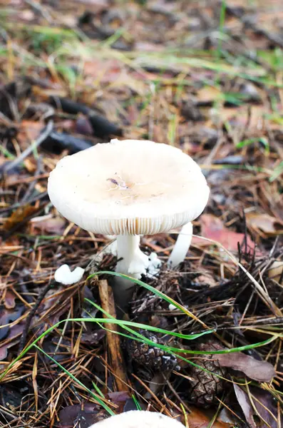 Cogumelo Branco Tóxico Alucinógeno Voe Agaric Floresta Outono Amanita Muscaria — Fotografia de Stock