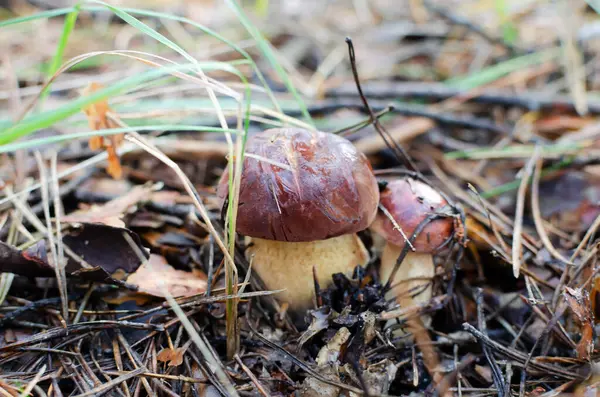 사이에 Bolete Boletus 속에서 자라는 천연흰 버섯입니다 선택적 집중입니다 — 스톡 사진