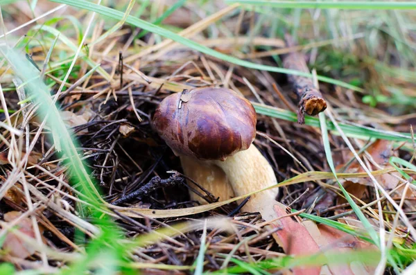 사이에 Bolete Boletus 속에서 자라는 천연흰 버섯입니다 선택적 집중입니다 — 스톡 사진