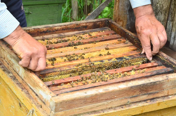 Bee beehive — Stock Photo, Image