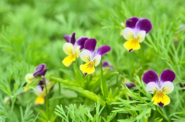 Pansy... — Fotografia de Stock