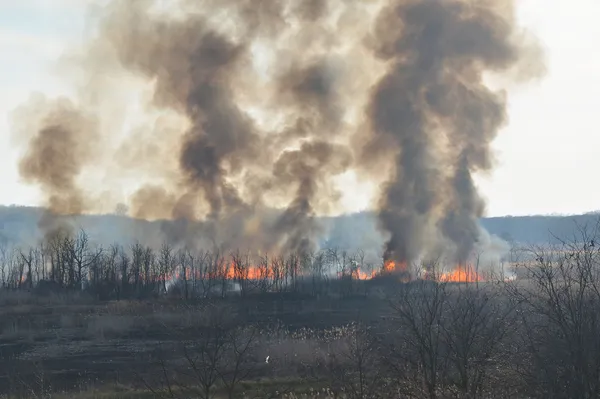 Forest fire — Stock Photo, Image