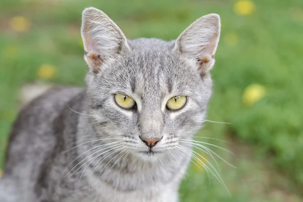 猫一眼 — 图库照片