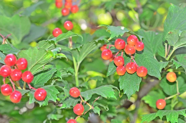 Viburnum — Stock Photo, Image