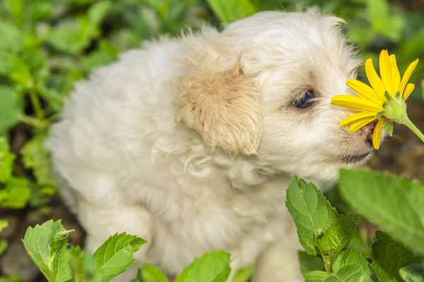 Pooch — Stock Photo, Image