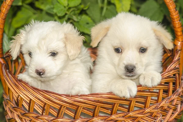 Cagnolino — Foto Stock