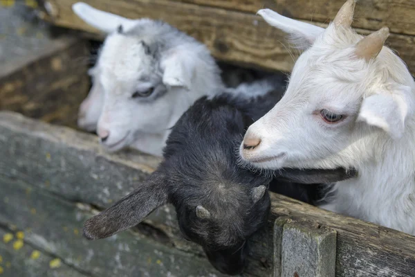 Cabras — Foto de Stock