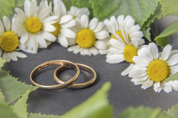 雏菊结婚戒指 — 图库照片