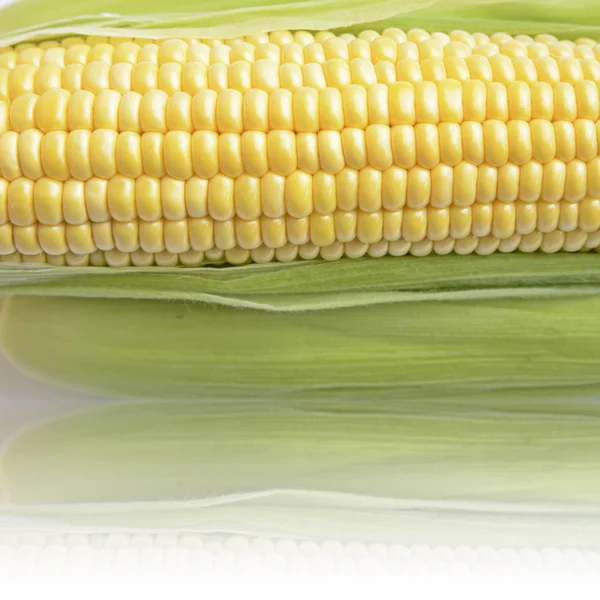 Corn — Stock Photo, Image