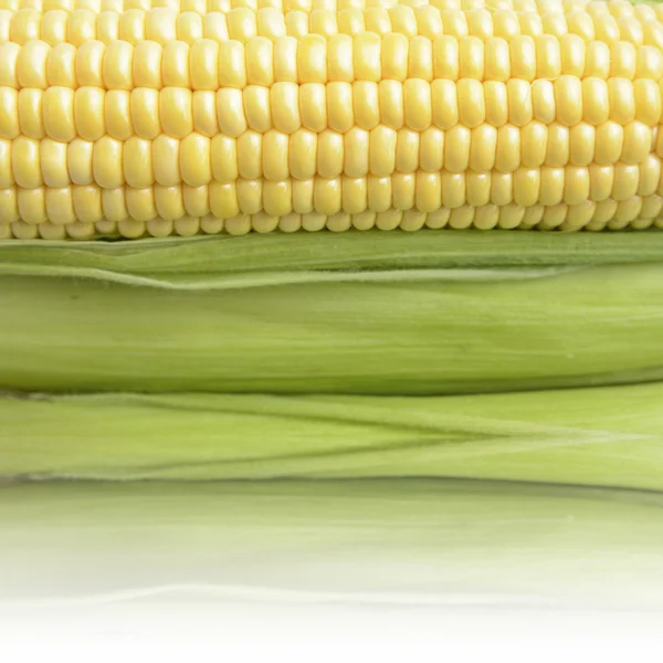 Corn — Stock Photo, Image