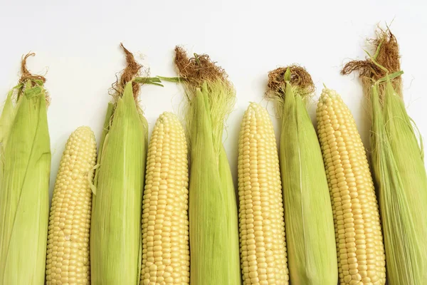 Corn — Stock Photo, Image