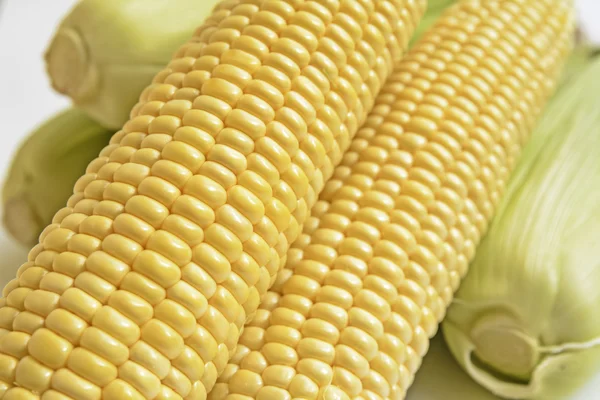 Corn — Stock Photo, Image