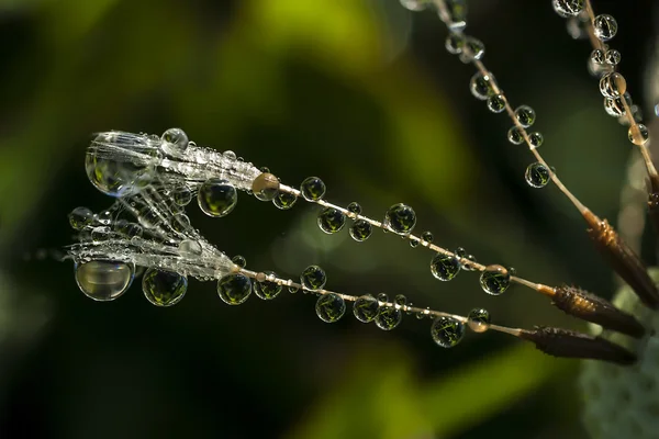 Dew (33) — Stock Photo, Image