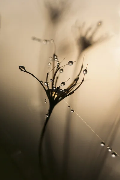 Dew (51) — Stock Photo, Image