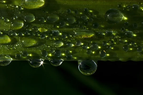 Dew (60) — Stock Photo, Image