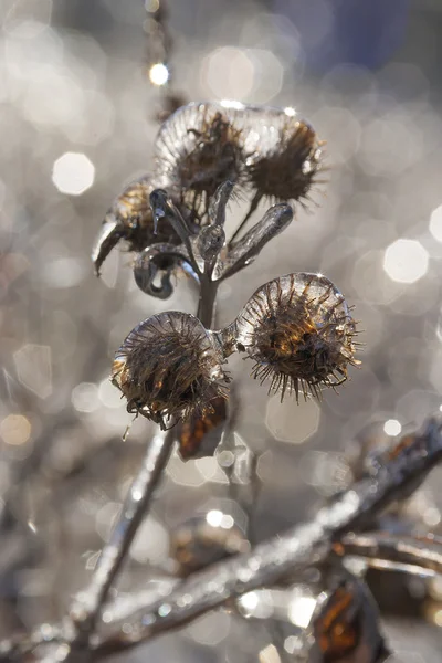 凍結雨 (3) — ストック写真