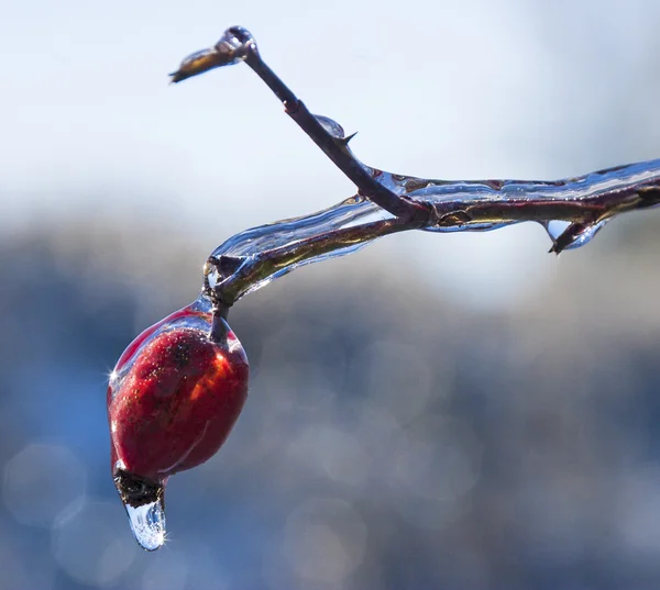 Bevroren regen (7) — Stockfoto