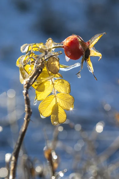 Bevroren regen (12) — Stockfoto