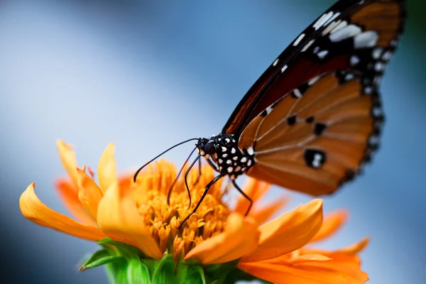 Turuncu çiçek nektarı içmeye kelebek Monarch