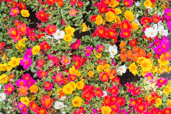 Bunt gemischt mit gemeinem Portulak — Stockfoto