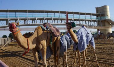 Camellos entrando en la pista de carreras de camellos en Dubai en Emiratos Arabes Unidos