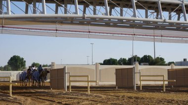 Dubai, Birleşik Arap Emirlikleri, 20 Ekim 2021: Birleşik Arap Emirlikleri Dubai 'deki deve yarışı pistinde Camel eğitimi