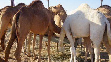 Birleşik Arap Emirlikleri 'ndeki Dubai çölünde deve ağılında ot yiyen develer.