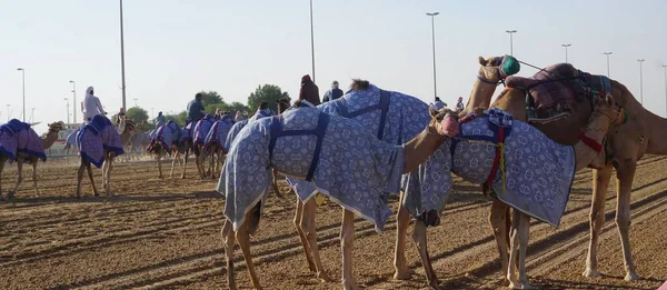Camellos Entrando Pista Carreras Camellos Dubai Emiratos Arabes Unidos — Stok fotoğraf
