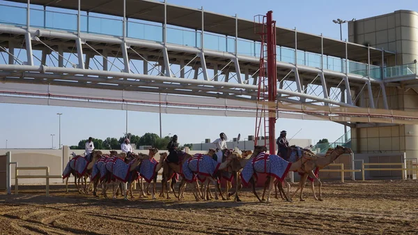 Dubai Förenade Arabemiraten Oktober 2021 Kameler Tränar Kamelbanan Dubai Förenade — Stockfoto