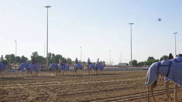 Dubai Verenigde Arabische Emiraten Oktober 2021 Kamelentraining Kamelenrenbaan Dubai Verenigde — Stockfoto