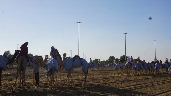 Dubai Förenade Arabemiraten Oktober 2021 Kameler Tränar Kamelbanan Dubai Förenade — Stockfoto