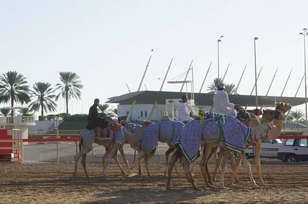 Dubai United Arab Emirates October 2021 Тренування Верблюдів Гоночній Трасі — стокове фото