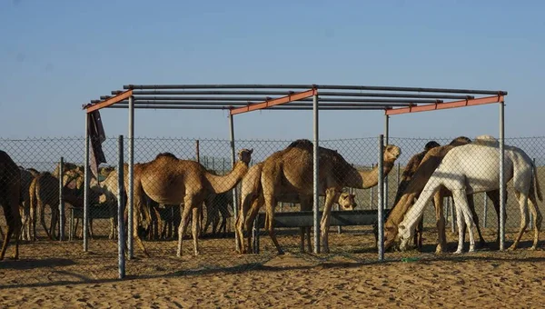 Dromedarer Kamelfålla Dubais Öken Förenade Arabemiraten — Stockfoto