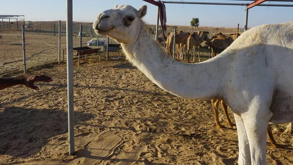 Birleşik Arap Emirlikleri Ndeki Dubai Çölünde Bir Deve Ağılında Beyaz — Stok fotoğraf