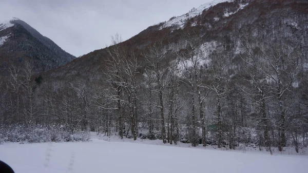 Snöiga Träd Bergen Les Thermes Frankrike Den December 2021 — Stockfoto