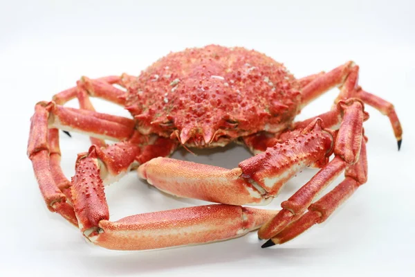 Huge Cooked Spider Crab Isolated White Background — Stock Photo, Image