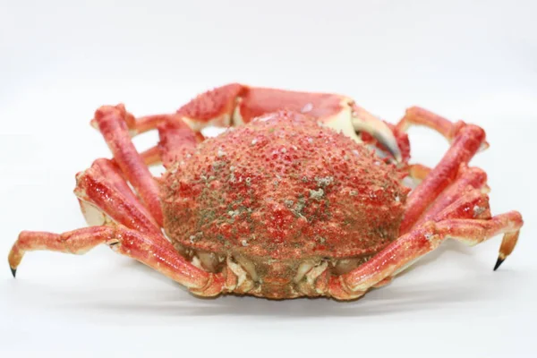 Huge Cooked Spider Crab Isolated White Background — Stock Photo, Image