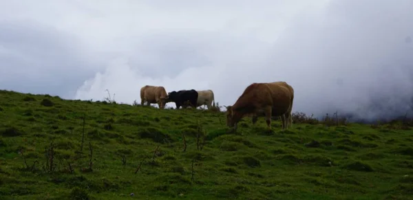 Paisagem Montanhosa Perto Monte Ernio Gipuzkoa — Fotografia de Stock