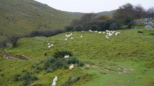 Berglandschaft Der Nähe Des Berges Ernio Gipuzkoa — Stockfoto