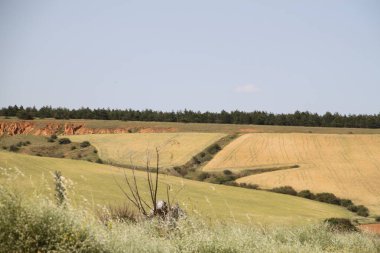 Haziran ayı ortasında İspanya 'da Castilla Leon' un kırsal alanlarının manzarası