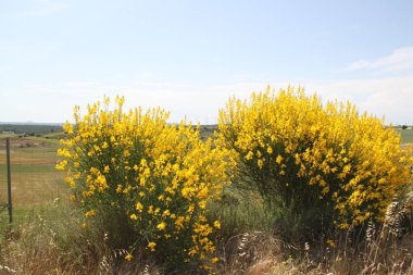 İspanya 'daki Castilla Leon tarlalarında çiçek açan sarı çalılar.