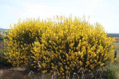 İspanya 'daki Castilla Leon tarlalarında çiçek açan sarı çalılar.