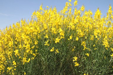 İspanya 'daki Castilla Leon tarlalarında çiçek açan sarı çalılar.