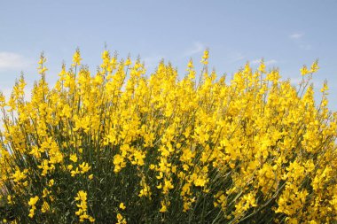 İspanya 'daki Castilla Leon tarlalarında çiçek açan sarı çalılar.
