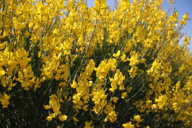 İspanya 'daki Castilla Leon tarlalarında çiçek açan sarı çalılar.