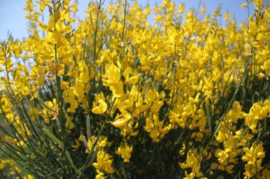 İspanya 'daki Castilla Leon tarlalarında çiçek açan sarı çalılar.