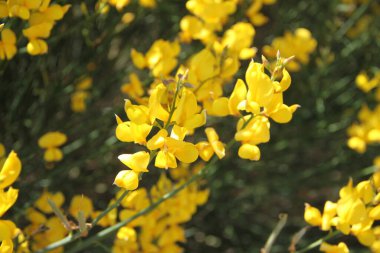 İspanya 'daki Castilla Leon tarlalarında çiçek açan sarı çalılar.
